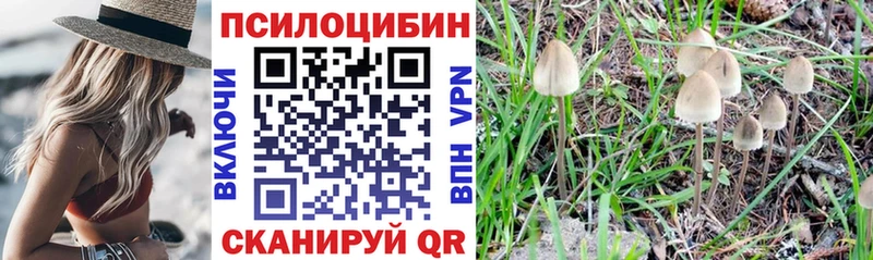 Галлюциногенные грибы Psilocybe  Ноябрьск 